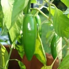 Jalapeno Vegetable Seeds for Planting, heirloom & Non-GMO Seeds